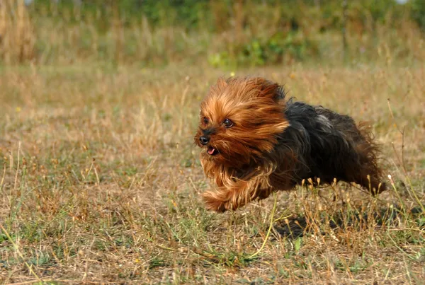 In esecuzione yorkshire terrier — Foto Stock