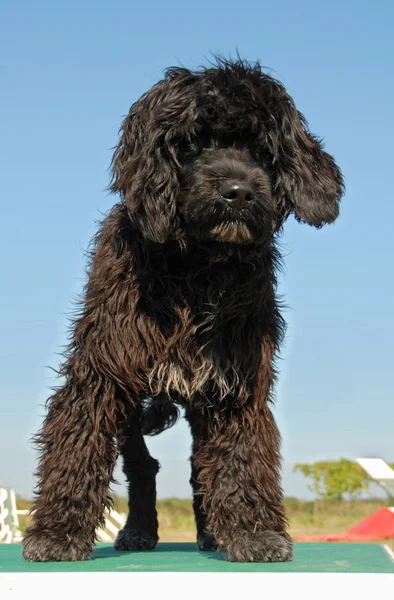 Filhote de cachorro cão de água português — Fotografia de Stock