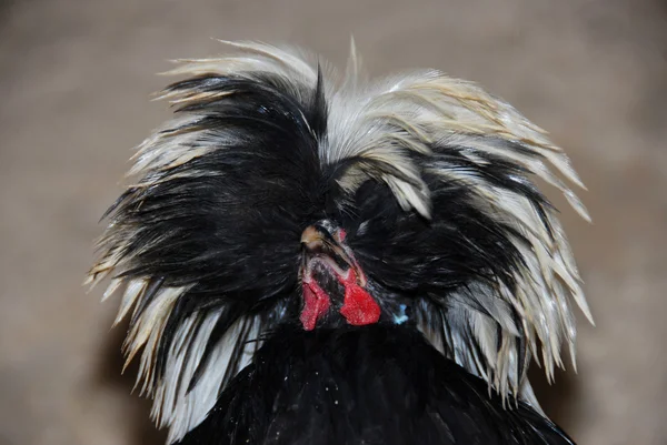 "holenderskim"kurczaka — Zdjęcie stockowe