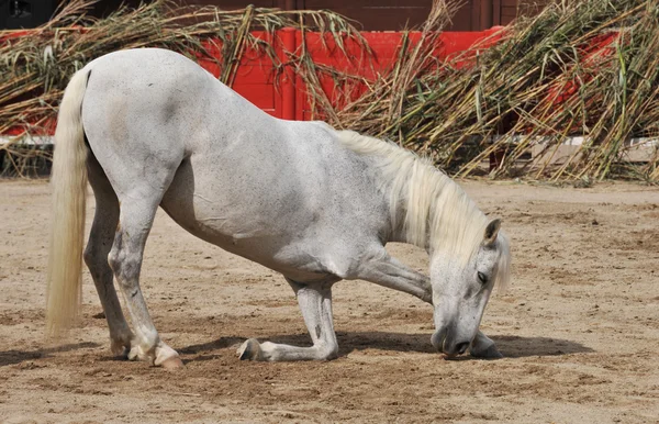 Kokarda koń — Zdjęcie stockowe