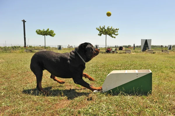 Flyball — Foto Stock