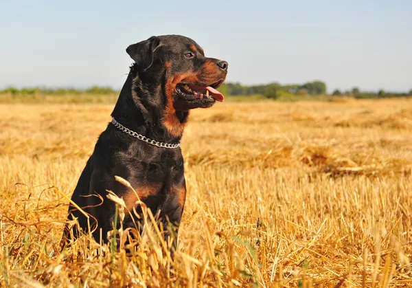 Rottweiler in een veld — Stockfoto
