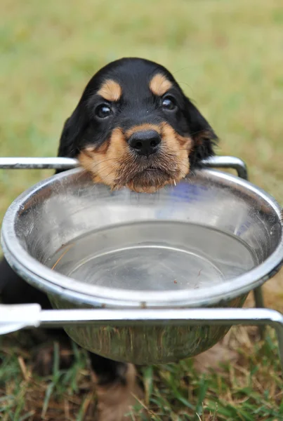 Puppy drinking — Stock Photo, Image