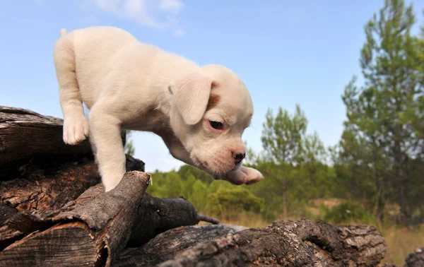 Beyaz köpek yavrusu boxer — Stok fotoğraf