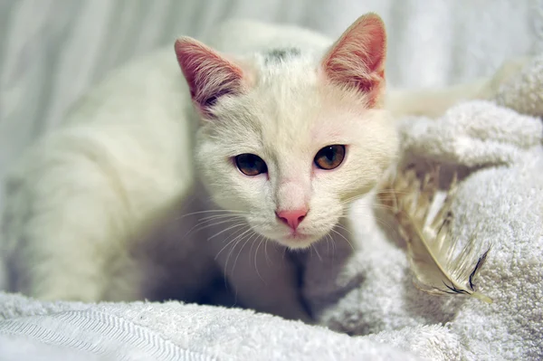 Белая кошка и перо — стоковое фото