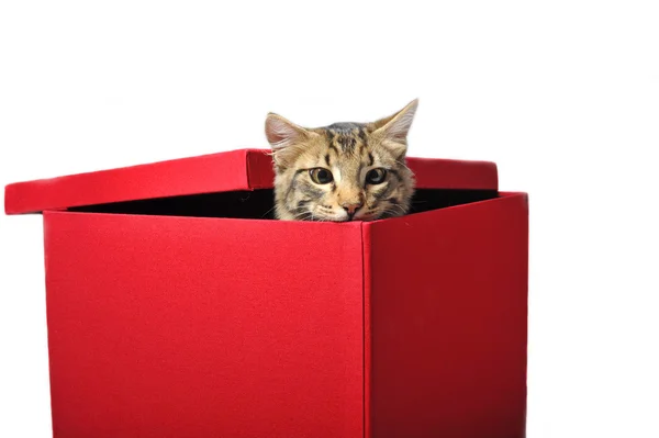 Gato en caja — Foto de Stock