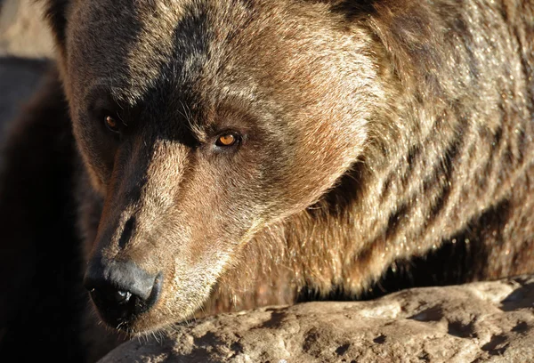 Grizzly Bear Portrait — Stock Photo, Image