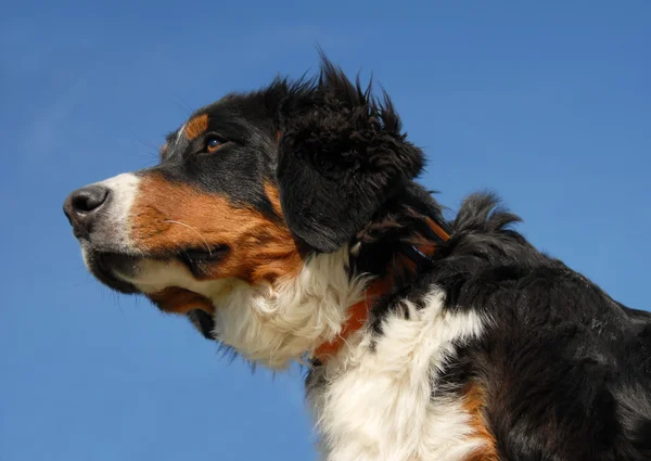 Молодая бернезийская собака — стоковое фото