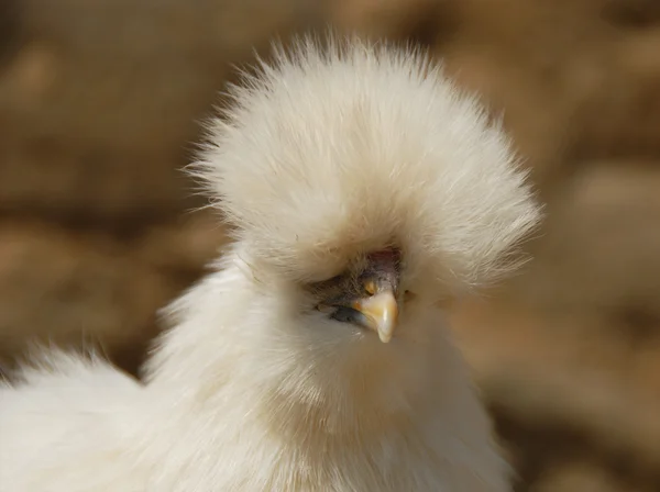 Silke kyckling — Stockfoto