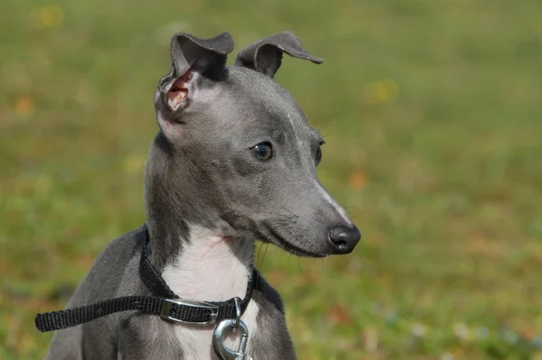 Puppy italian greyhound — Stock Photo, Image