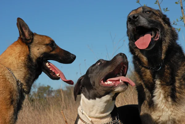 Tres perros — Foto de Stock