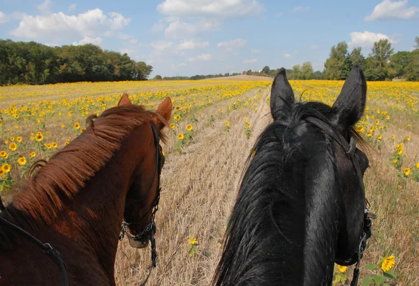 Horseback riding in the sunflowers — Stock Photo, Image