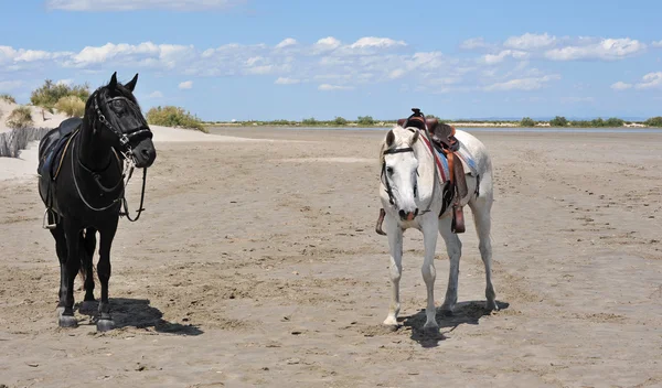 Коні на пляжі — стокове фото