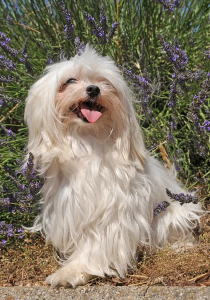 Cão maltês — Fotografia de Stock