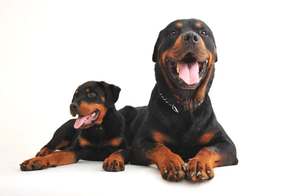 Dwa Rottweilery — Zdjęcie stockowe