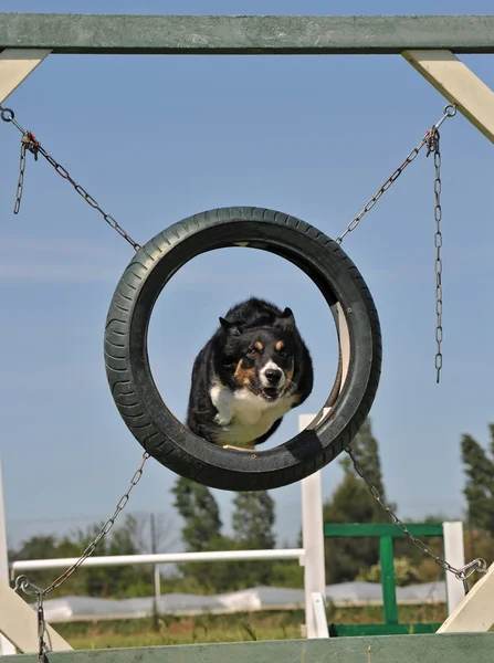 Border ποιμενικού σκύλου σε agililty — Φωτογραφία Αρχείου