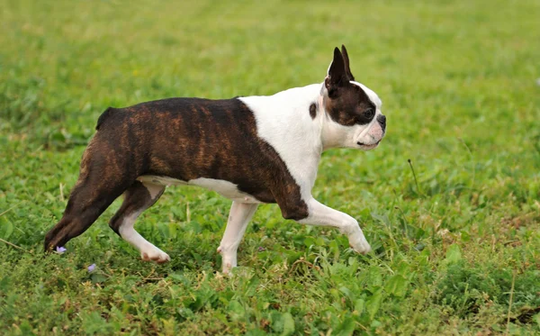 Boston Terrier — Stockfoto