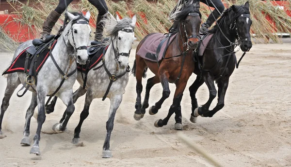 Equestrian show — Stock Photo, Image