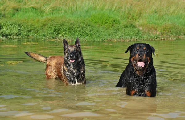Deux chiens dans la rivière — Photo