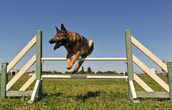 Saltando pastor alemán — Foto de Stock