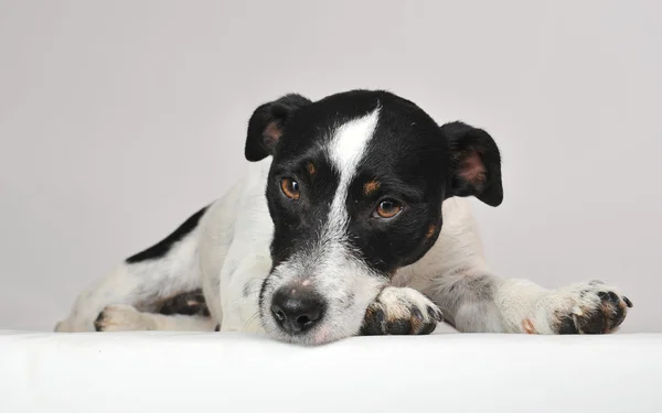 Stock image Sad jack russel terrier