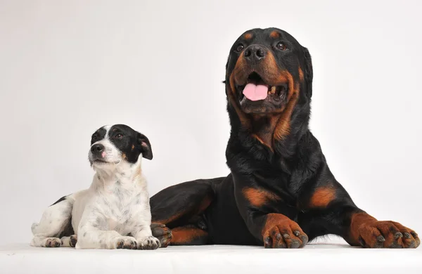 Rottweiler en jack russel terrier — Stockfoto
