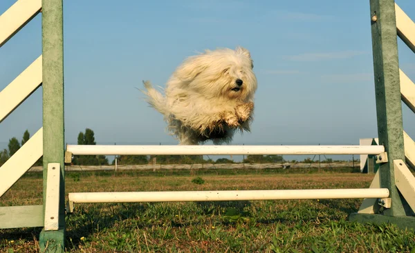 Мальтійський собака в спритності — стокове фото