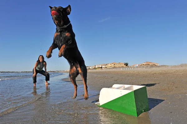 Flyball on the beach — Stock Photo, Image