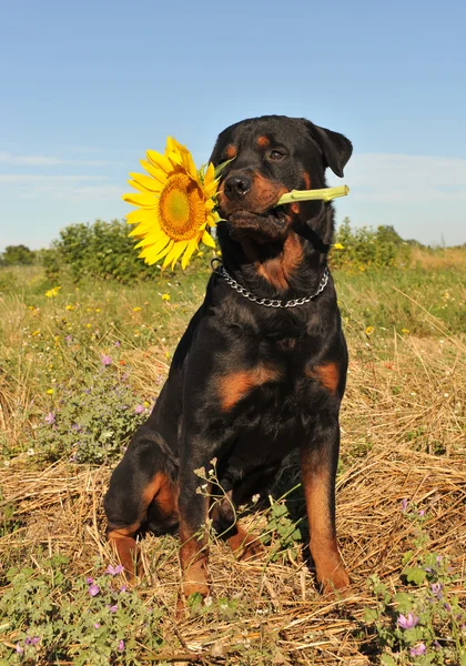 Rottweiler i słonecznika — Zdjęcie stockowe