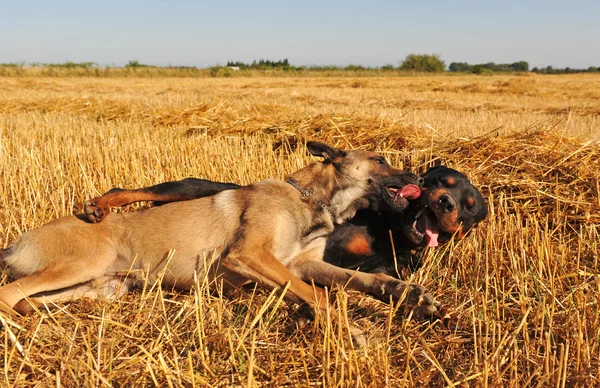 Due cani che giocano — Foto Stock