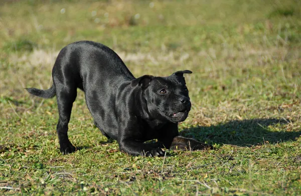 Jogando stafforsdshire touro terrier — Fotografia de Stock