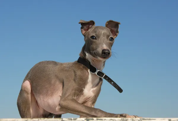 Cucciolo di razza greyhound italiano — Foto Stock