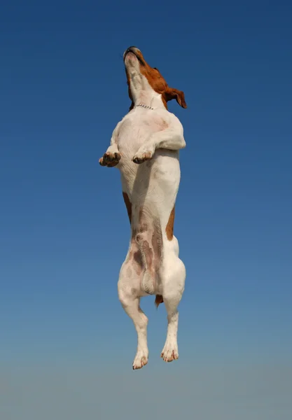 Skaczący jack russel Terier — Zdjęcie stockowe