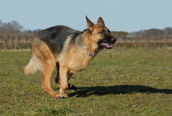 Running german shepherd — Stock Photo, Image