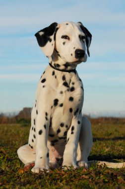 Dalmatian puppy clipart