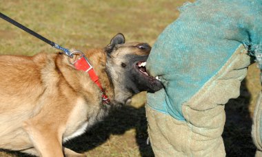 Training of a police dog clipart