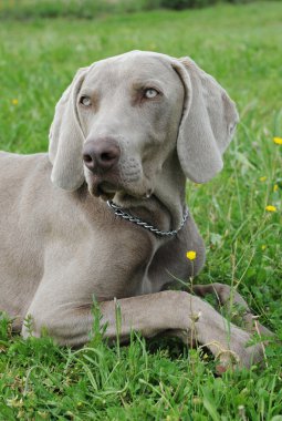 Puppy weimaraner dog clipart