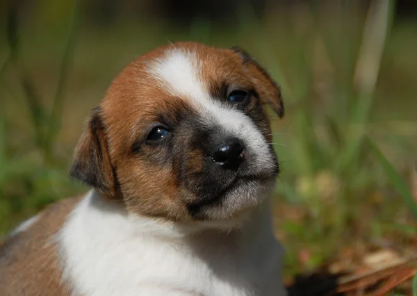 Молодой щенок Джек Руссел терьер — стоковое фото