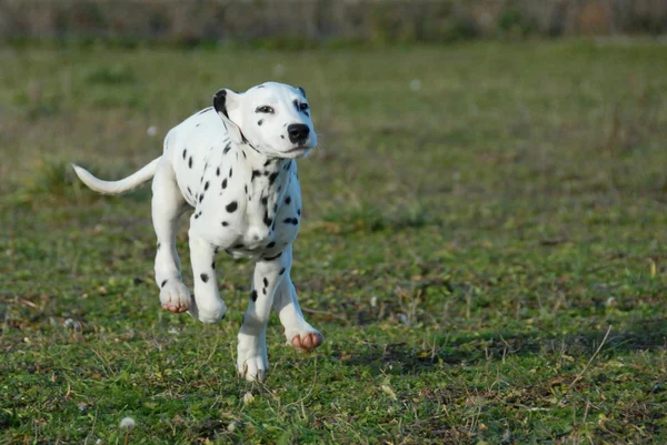 Correndo cachorrinho dalmatian — Fotografia de Stock