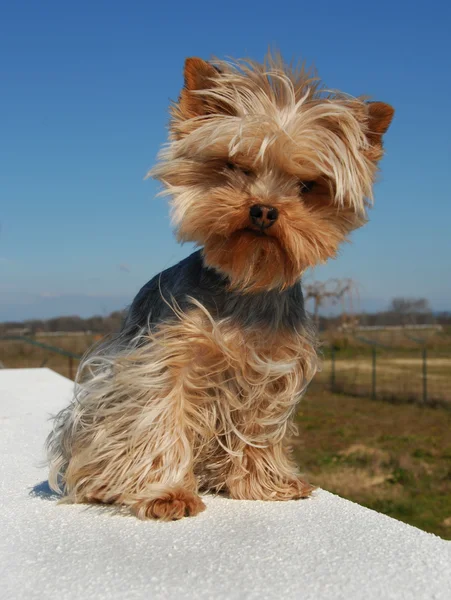 Cute yorkshire terrier — Stock Photo, Image