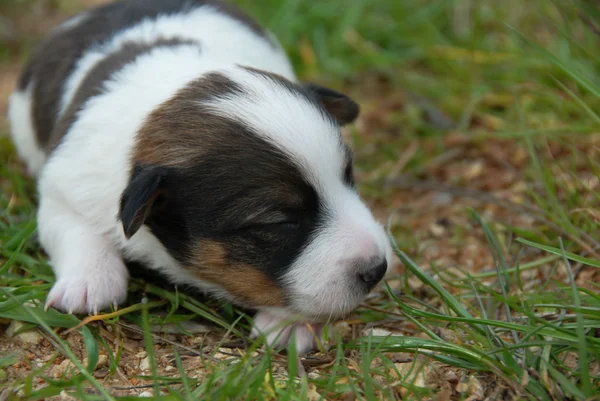 Petit chiot Jack russel terrier — Photo