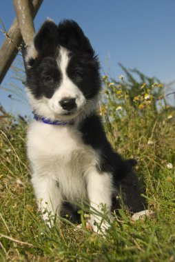 köpek yavrusu kenar kömür ocağı