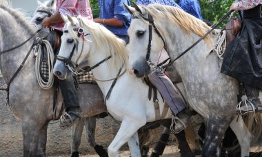 Camargue horses clipart