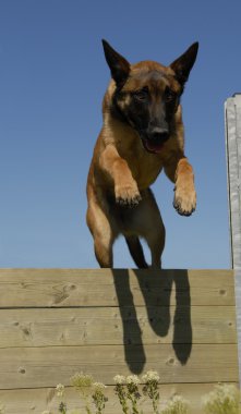 malinois atlama