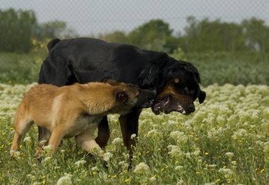 Biting dogs clipart