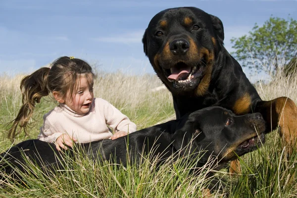 위험한 개와 아이 — 스톡 사진