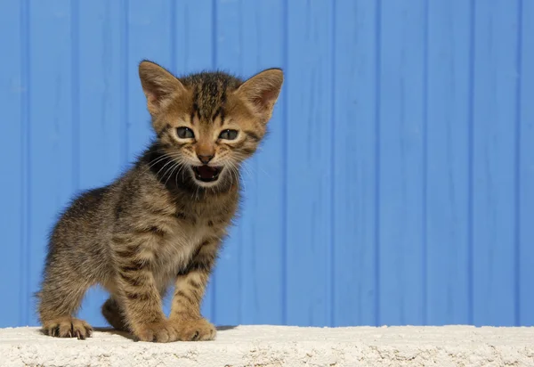 Free Stock Photo of Angry meowing Kitten looking at camera