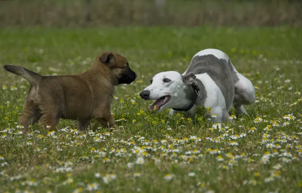 Greyhound en puppy herdershond — Stockfoto