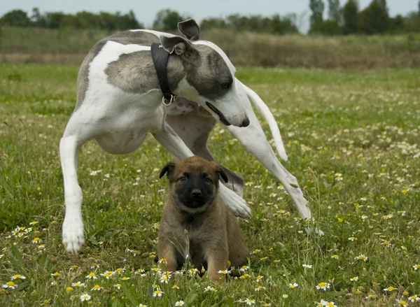 Greyhound och valp shepherd — Stockfoto
