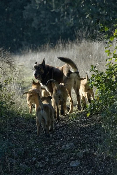Famiglia di cani — Foto Stock